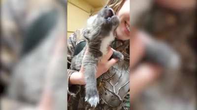 Baby wolf howling ?
