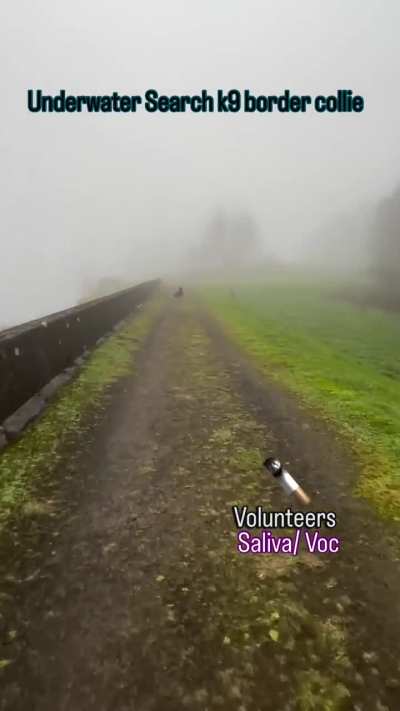 Border Collie is being trained as a forensic/detection K9 to track a cigarette underwater