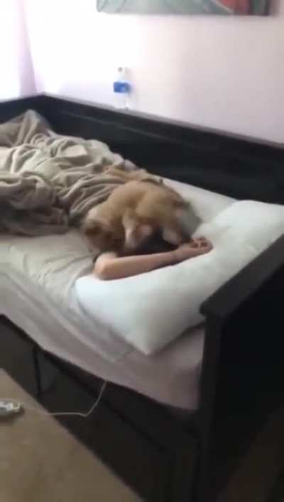 Morning alarm i need