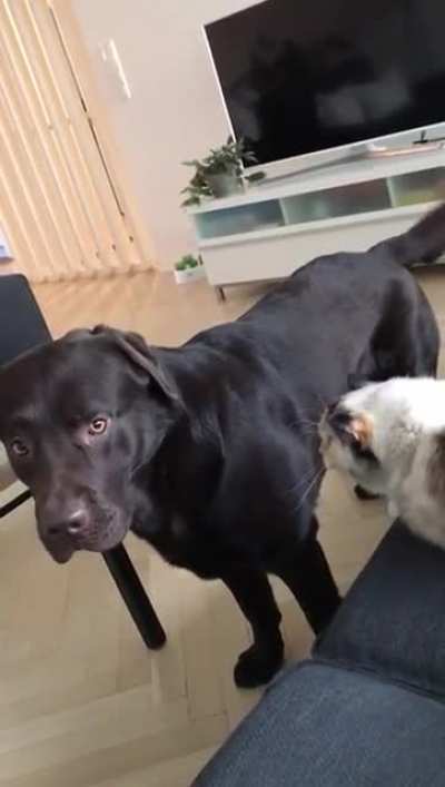 Human... I am in grave danger. Please remove the aggressive feline.