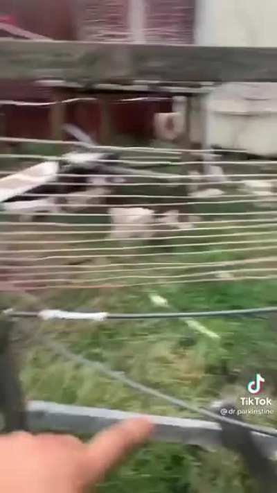 This person built a Tesla Coil in their back yard?