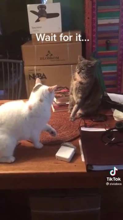 Cats being cats ?