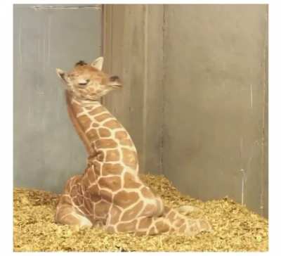 ? Baby giraffe trying to nap ?