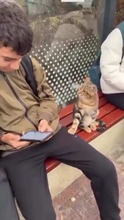 This cat made a new friend at the bus stop, had to test the vibes first! ?