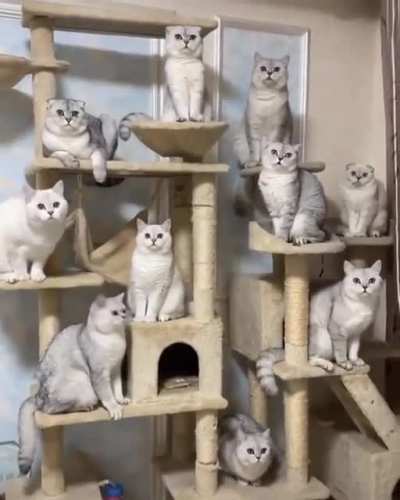 Cats