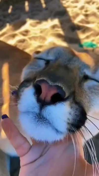 Booping some kittens ?