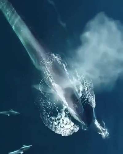 ? Whale and Dolphins swimming together ?