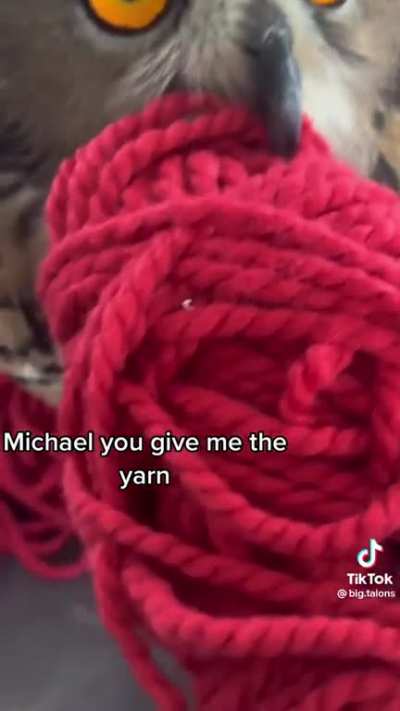 Michael the derpy owl loves a good ball of yarn ??