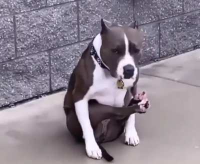 Never seen a doggo sit like this before but I must say, I’m happy I did!