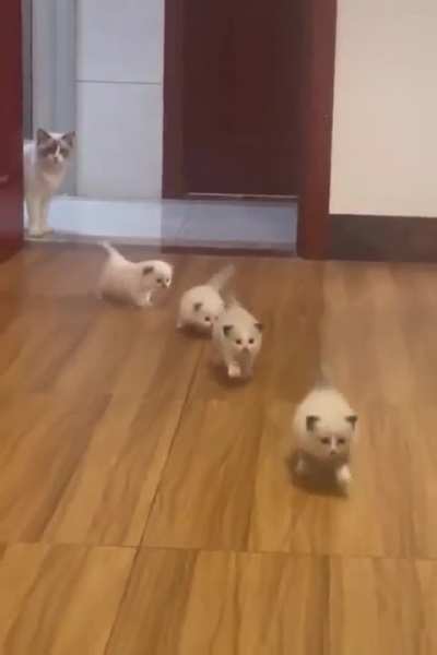 Look at their tails omg so cute ?