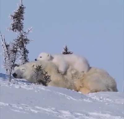 ? Polar bear cub relaxing in the safest spot imaginable