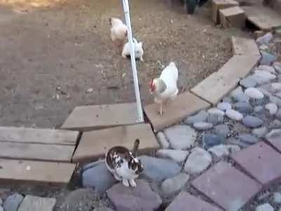 Chicken police?