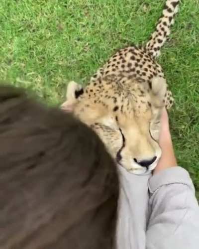 Since you guys like nature videos so much, here's another one ?