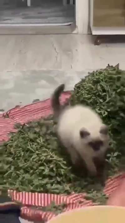 You've been captured