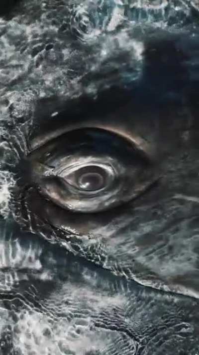 ? Whale emerges from water, stares deeply into your eyes and Winks. By Mike Nulty.
