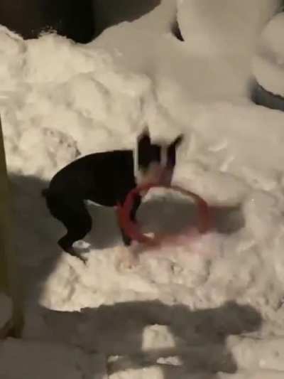 Maniac zoomies