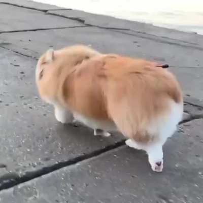 Sweetie booty?