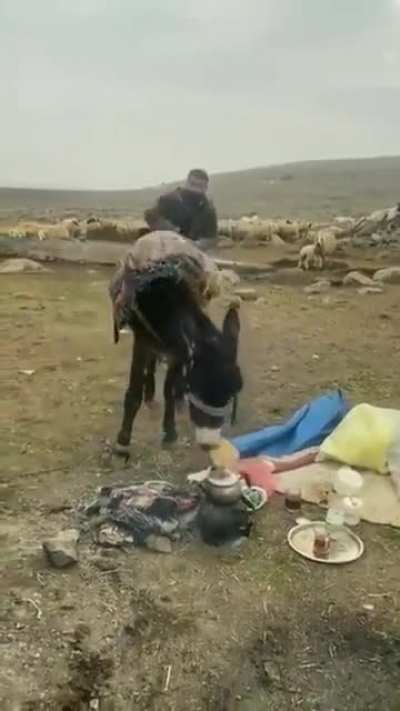 Teamwork makes stealing food easy!