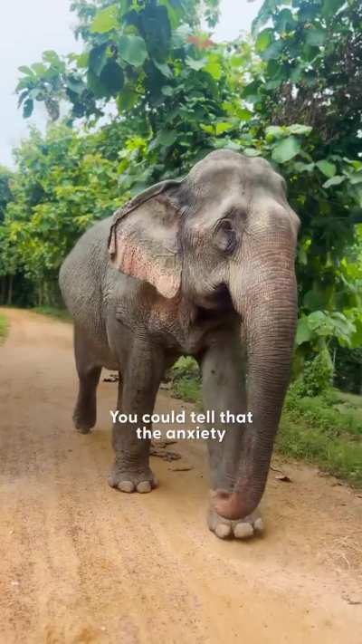 Elephant has been rescued after 41 years.