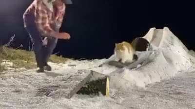 First snowboard cat