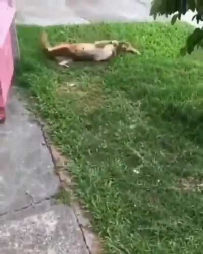 Face Hug Attack!