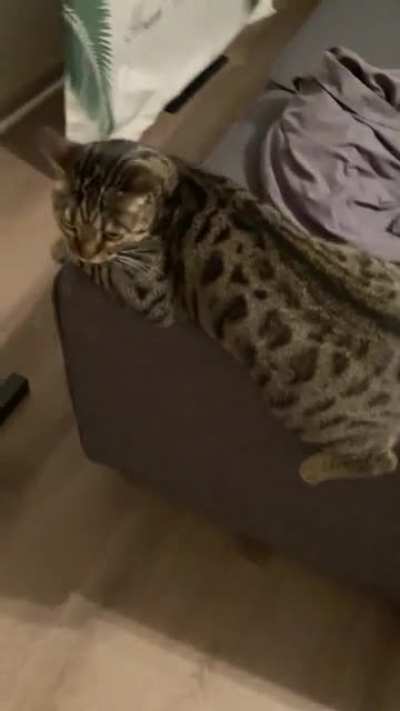 This is how my cat sits on the sofa ????