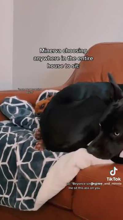 Why do dogs do this to their younger siblings?