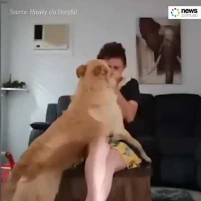 Amazing dog.
