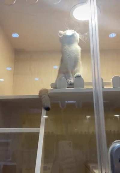 Lion King