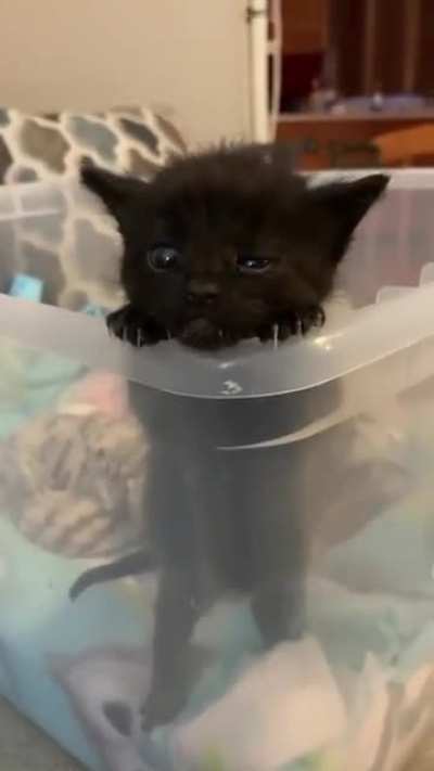 I love kitties ?
