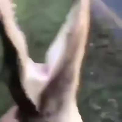 Have you seen someone throw an Alligator? Here it is!