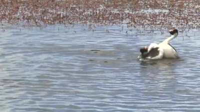 Hooded grebe courtship dance