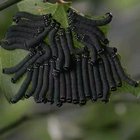 The way they eats the leaves
