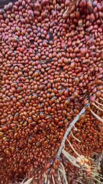 ? A lot of ladybugs
