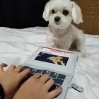 This is how my puppy ? learned to type