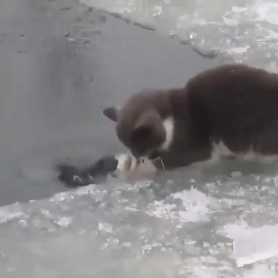 ? A brief display of the often unnoticed fishing skill of cats.