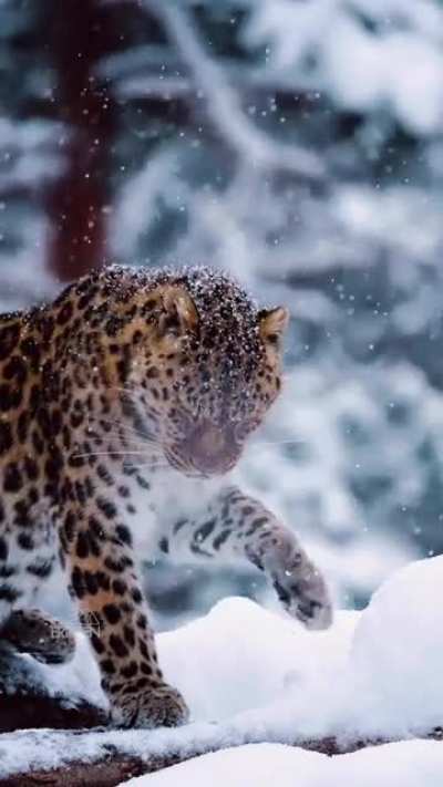 ?Magnificent Amur Leopard during the snow..