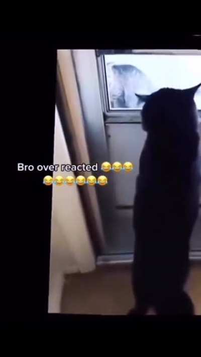 Cat throws tantrum ?.