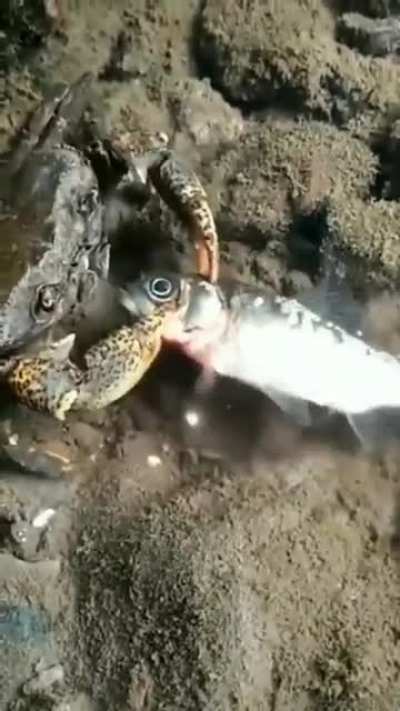 ? A crab preparing its meal