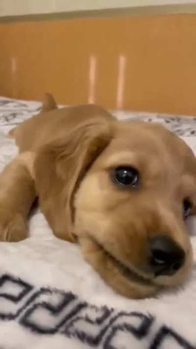 Happy brave puppy