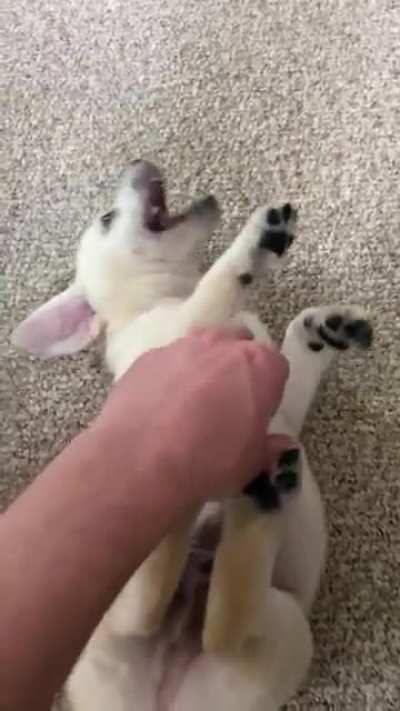 Don’t be deceived, he only wants to bite
