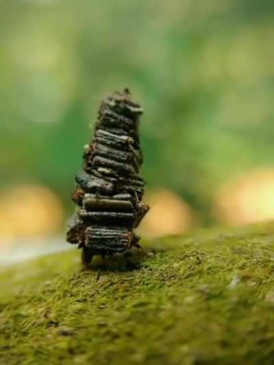 ? Bagworm moth caterpillar ?