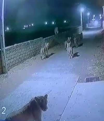 The pride parade- Lions walking down the streets in Gujarat (India)!!!