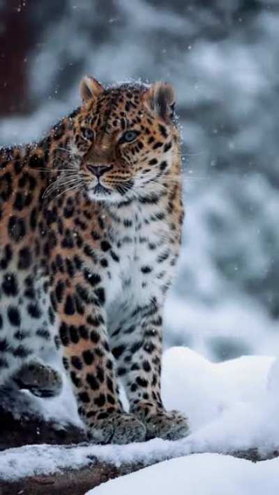 Amur leopard enjoying the snow ? ? @itseriksen