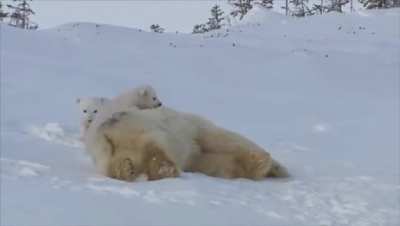 ? Momma bear and her cubs