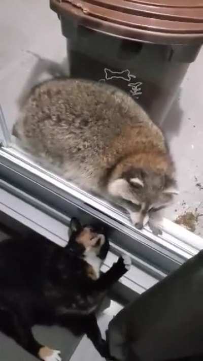 My cat Molly got a surprise visit a couple days ago...we're living on the 3rd story ?