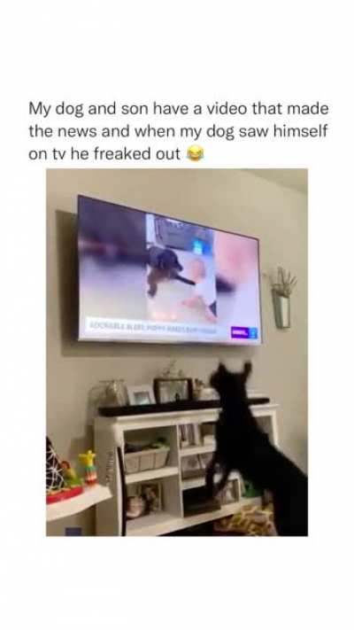 This dog had become famous ? ?