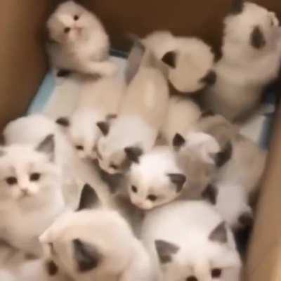 A box full of criminals