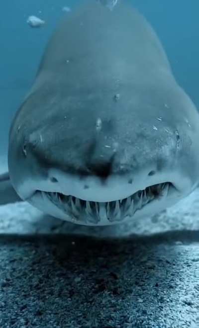 ? Shark greets you closely.