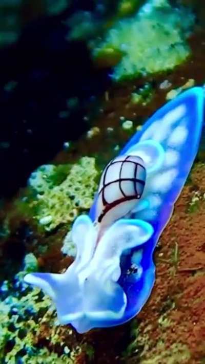 ? Sea slugs (Nudibranchs)